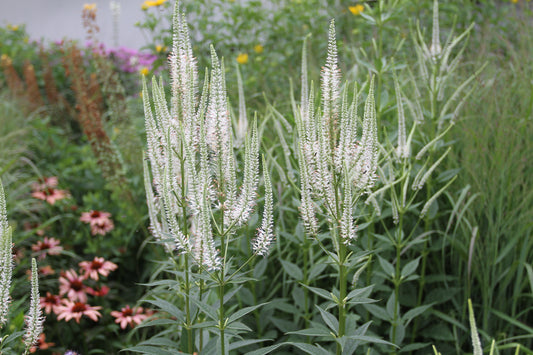 Culver’s Root (Veronicastrum virginicum)