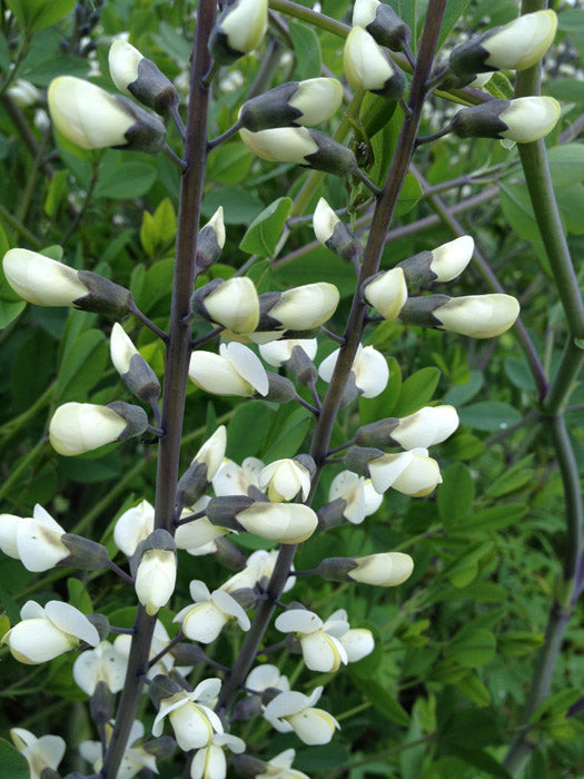 White Wild Indigo (Baptisia alba)