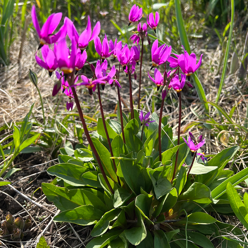 Amethyst Shooting Star (Dodecatheon amethystinum)