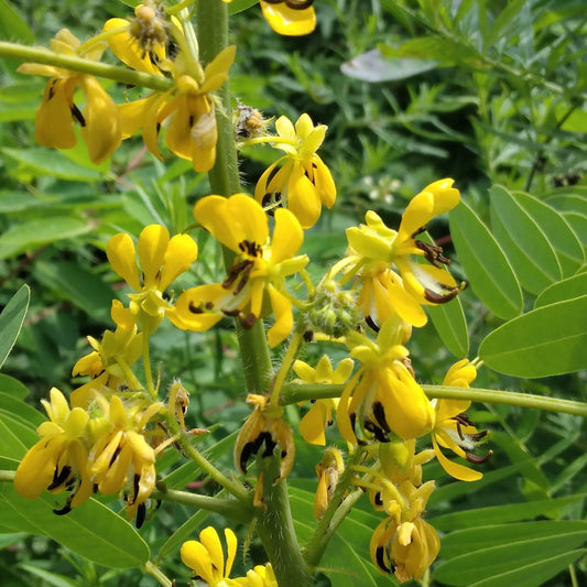 Wild Senna (Senna hebecarpa)