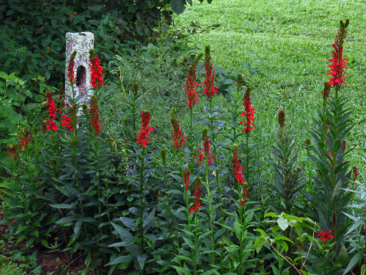 Cardinal flower (Lobelia cardinalis)