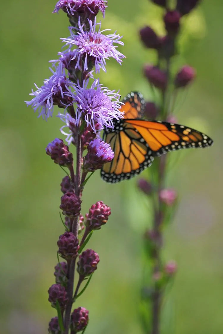 Meadow Blazing Star (Liatris ligulistylis)