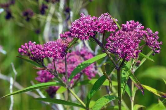 Rose Milkweed (Asclepias incarnata)