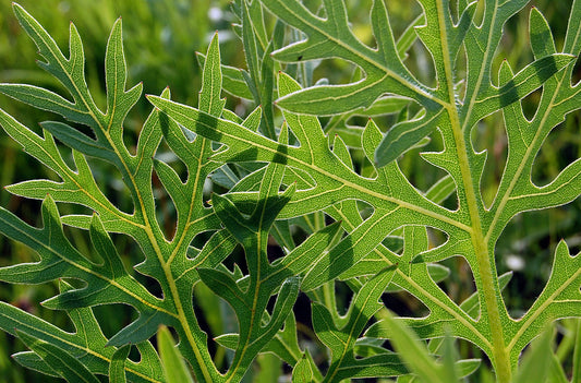Compass Plant (Silphium laciniatum)