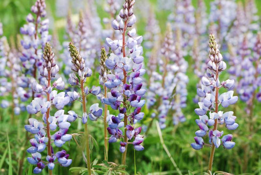 Sundial Lupine (Lupinus perennis)