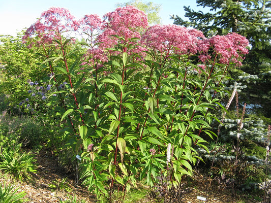 Sweet Joe Pye Weed (Eutrochium purpureum)