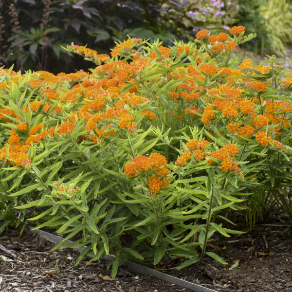 Butterfly weed (Asclepias tuberosa)