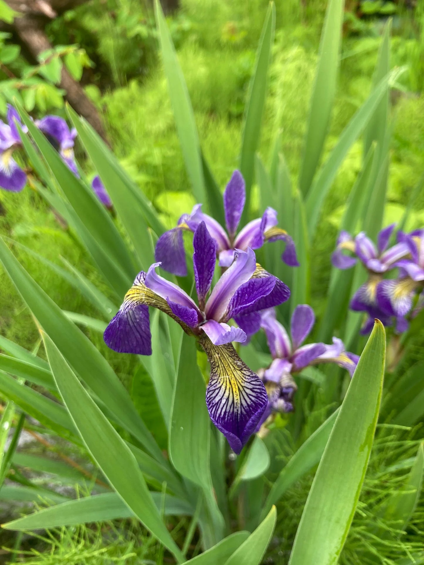 Northern Blue Flag Iris (Iris versicolor)