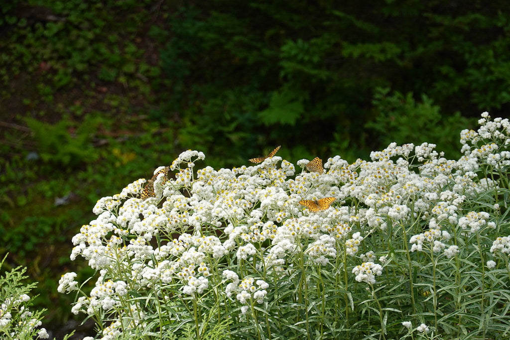 Pearly Everlasting (Anaphalis margaritacea)