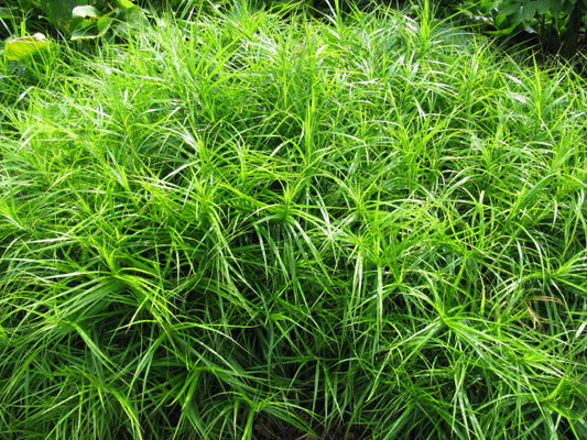 Palm Sedge (Carex muskingumensis)