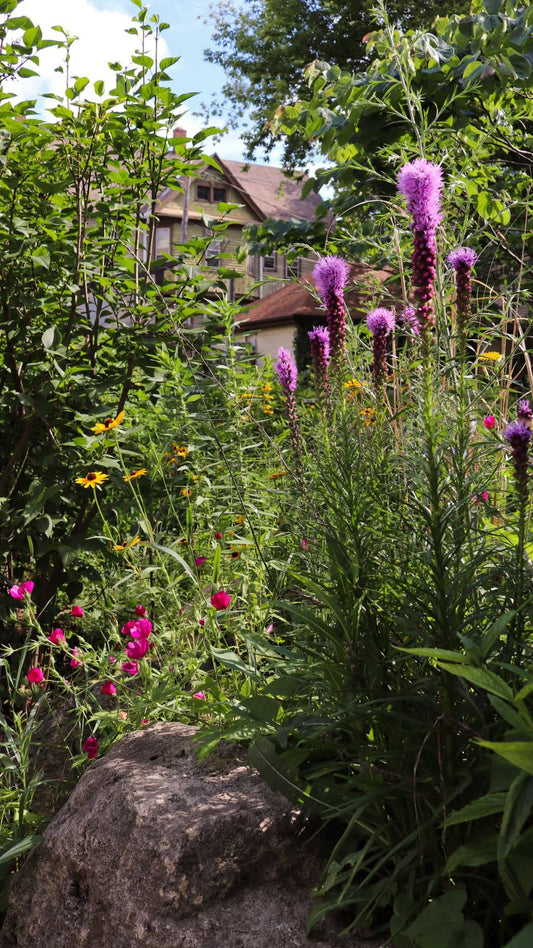 Dense Blazing Star (Liatris spicata)