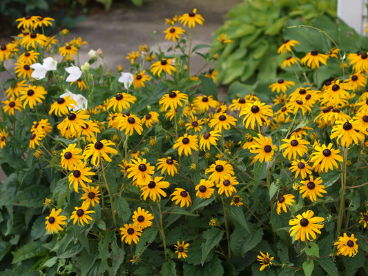 Orange Coneflower(Rudbeckia fulgida var. sullivantii)
