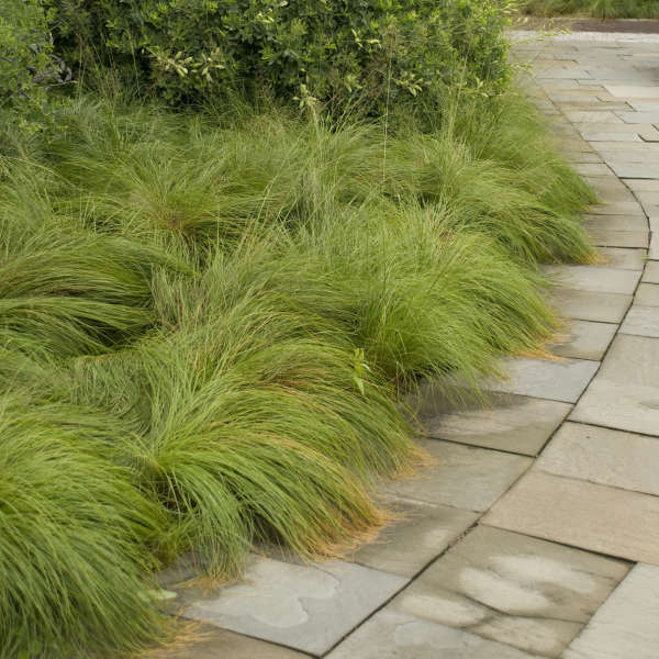 Prairie Dropseed (Sporobolus heterolepis)