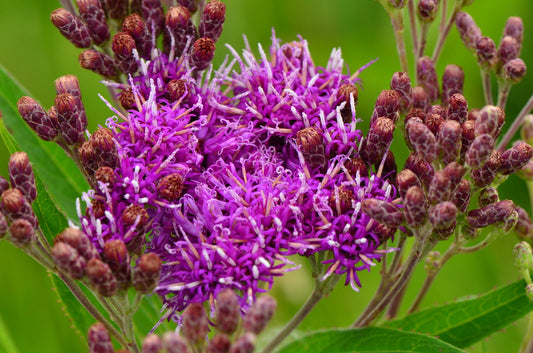 Common Ironweed (Vernonia fasciculata)