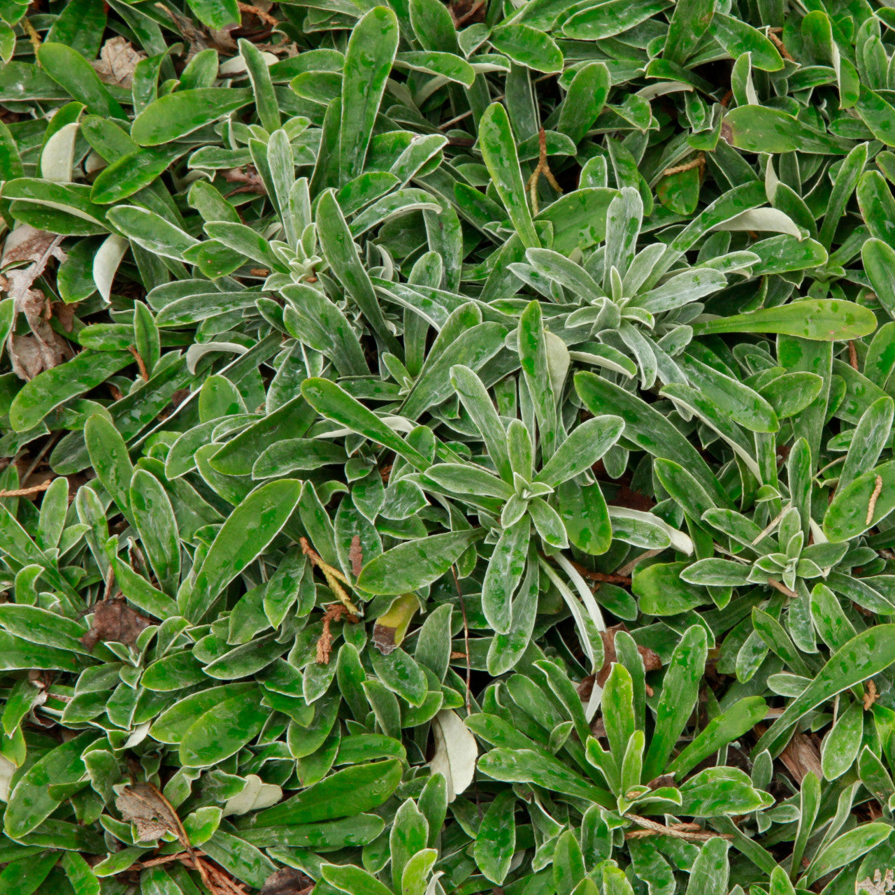 Prairie Pussytoes (Antennaria neglecta)