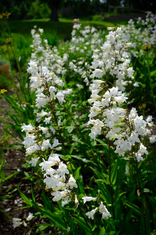 Foxglove Beardtongue (Penstemon digitalis)