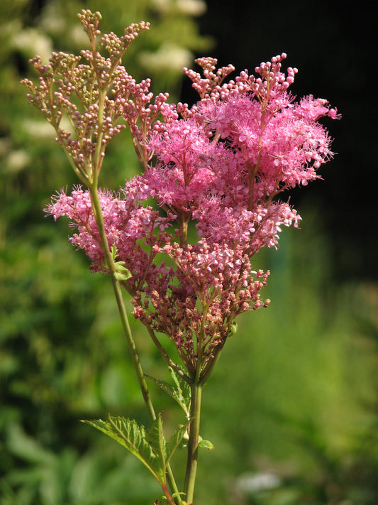 Queen of the Prairie (Filipendula rubra)