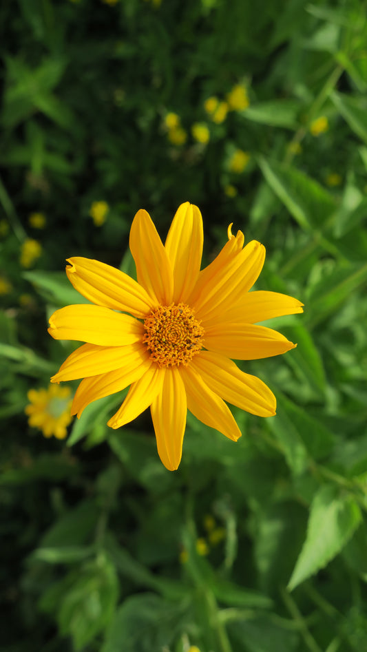 Early Sunflower (Heliopsis helianthoides)