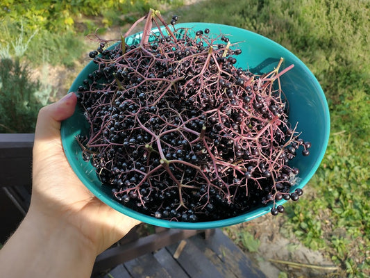 American Elderberry (Sambucus canadensis)