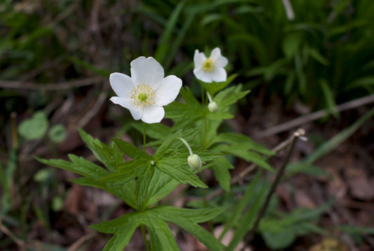 Meadow anemone (anemone canadensis)