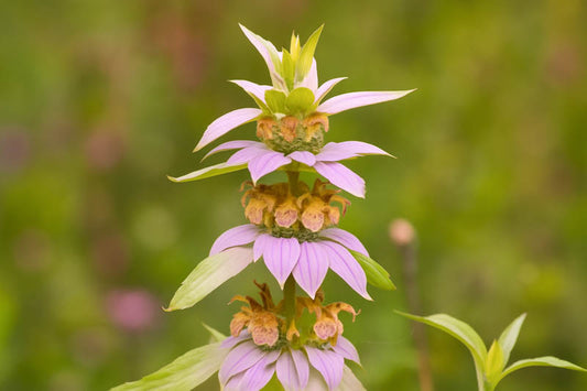 Spotted Bee Balm (Monarda punctata)