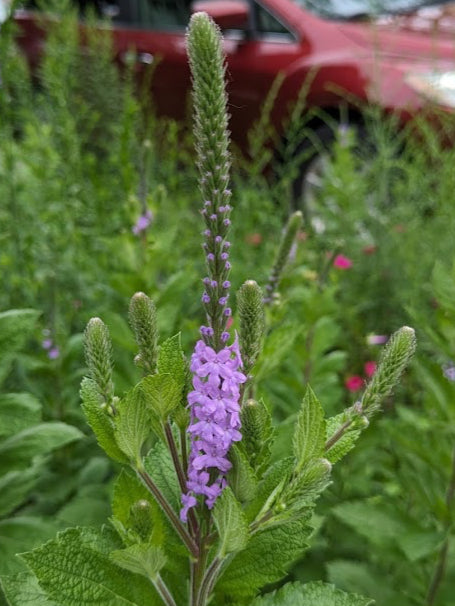 Hoary Vervain (Verbena stricta)