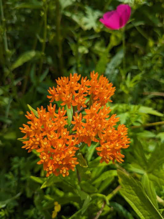 Butterfly weed (Asclepias tuberosa)