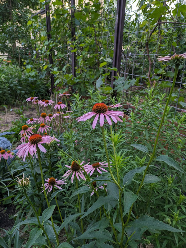 Purple Coneflower (Echinacea purpurea)