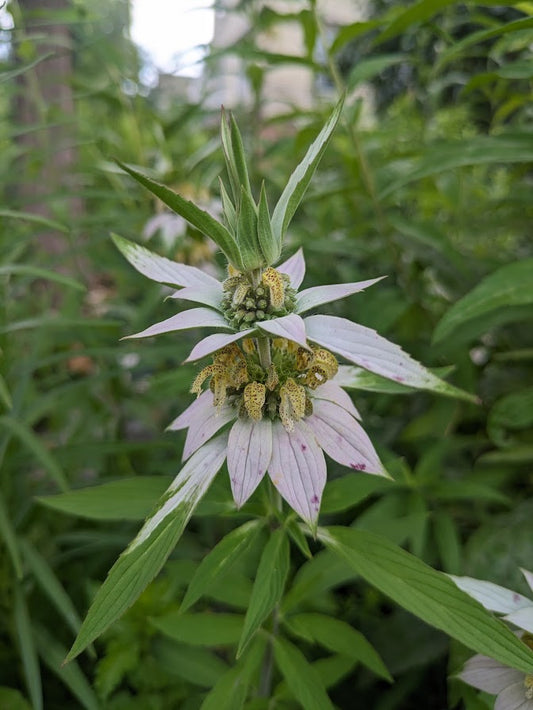Spotted Bee Balm (Monarda punctata)
