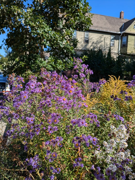 New England Aster (symphyotrichum novae-angliae)