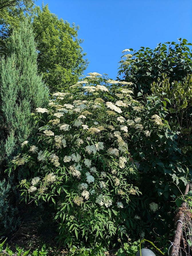 American Elderberry (Sambucus canadensis)