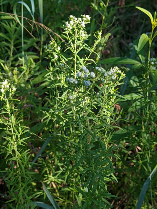 Mountain Mint (Pycnanthemum virginianum)