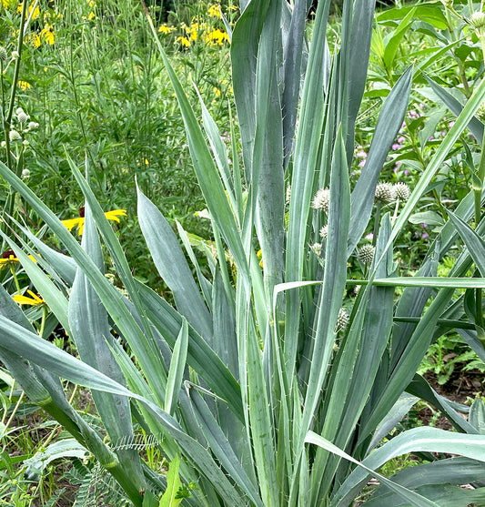 Rattlesnake Master (Eryngium yuccifolium)
