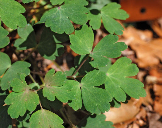 Wild Columbine (Aquilegia canadensis)