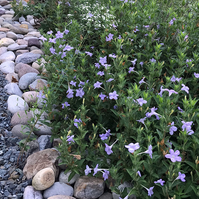 Wild Petunia (Ruellia humilis)