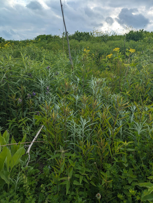 Prairie Sage (Artemisia ludoviciana)