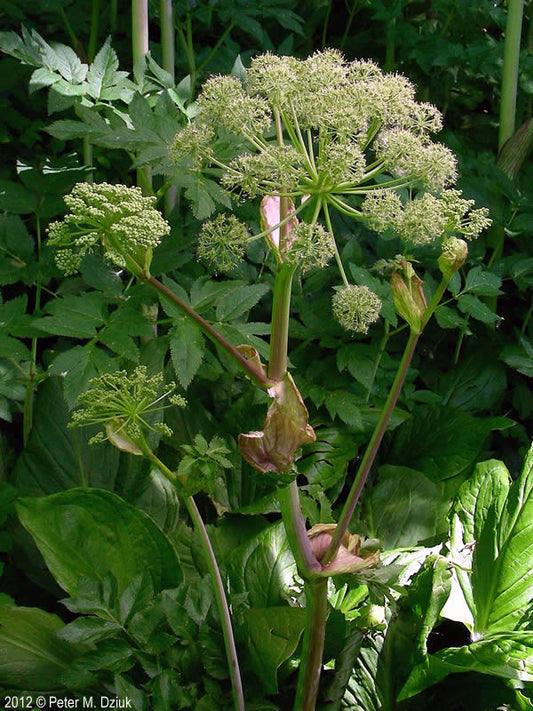 Great Angelica (Angelica purpurea)