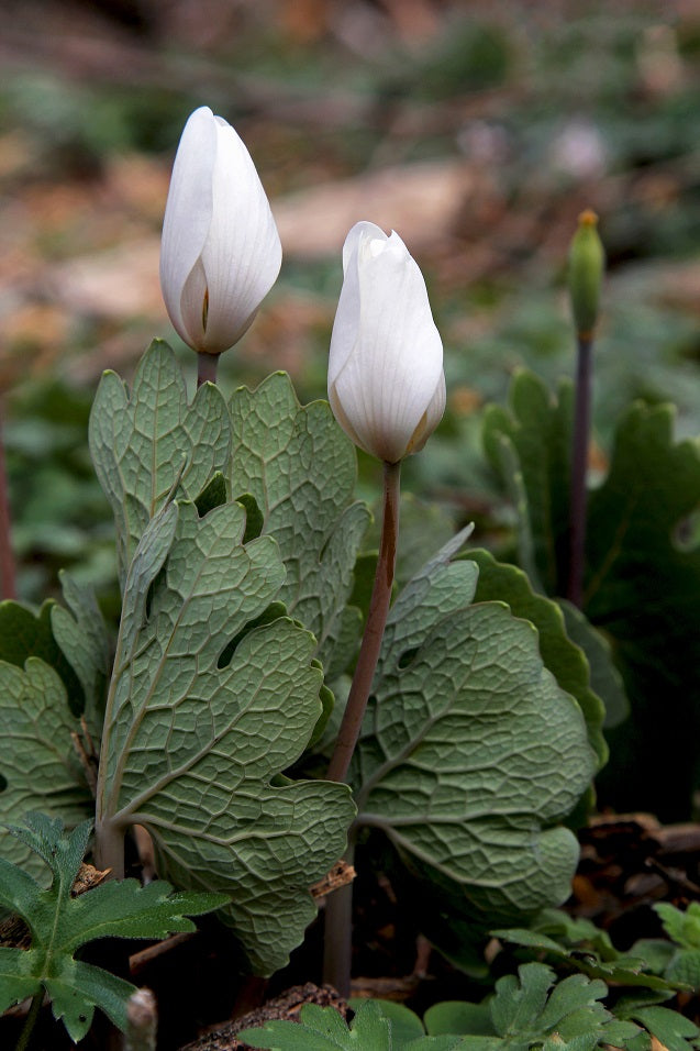 Bloodroot (Sanguinaria canadensis)