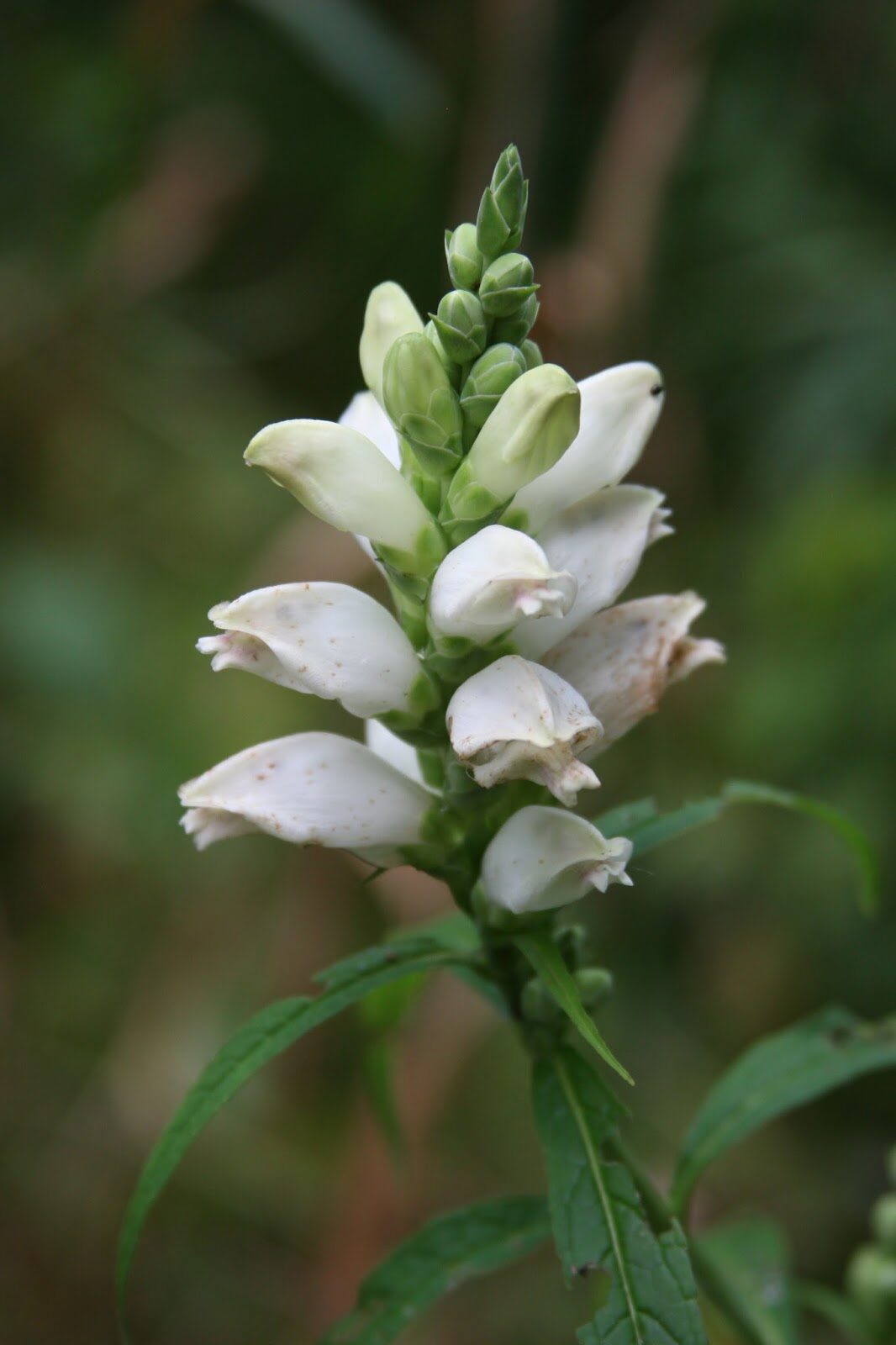 Turtlehead (Chelone glabra)