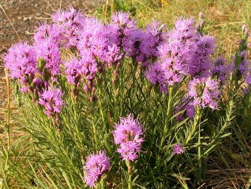 Dotted Blazing Star (Liatris punctata)