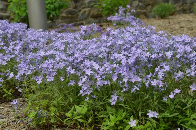 Wild Blue Phlox (Phlox divaricata)
