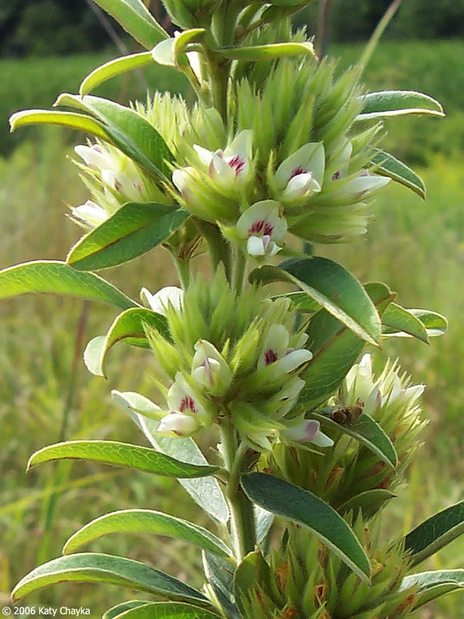 Round-headed Bush Clover (Lespedeza capitata)