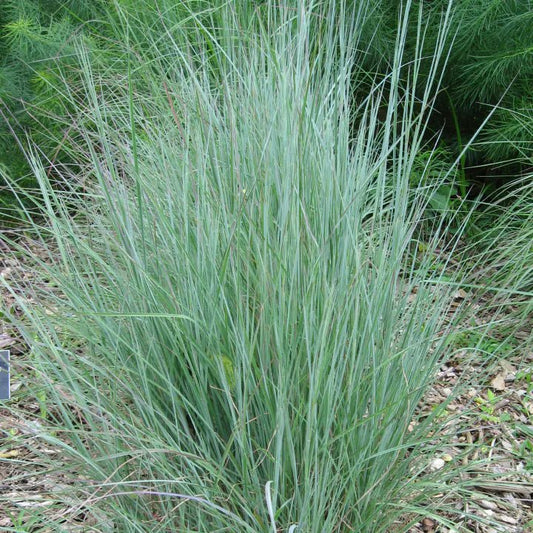 Little Bluestem (Schizachyrium scoparium)