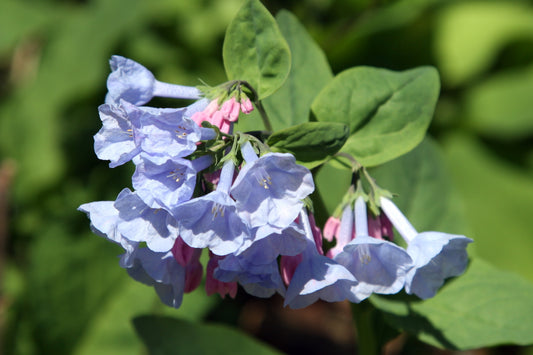 Virginia Bluebells (Mertensia virginica)