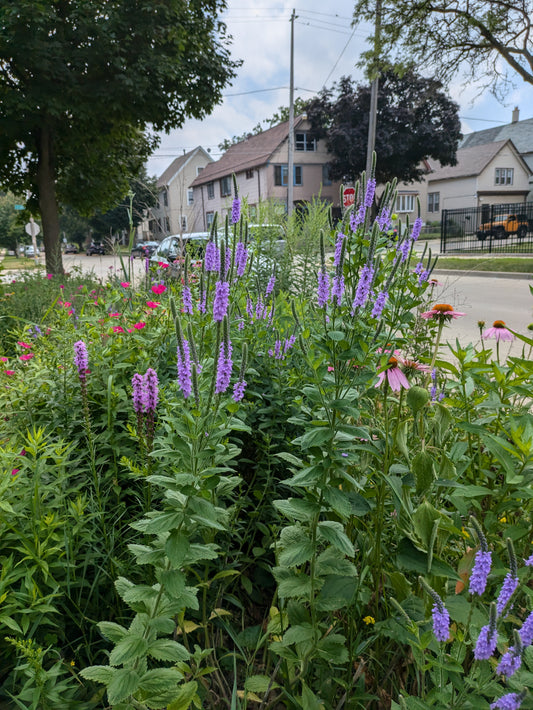 Hoary Vervain (Verbena stricta)