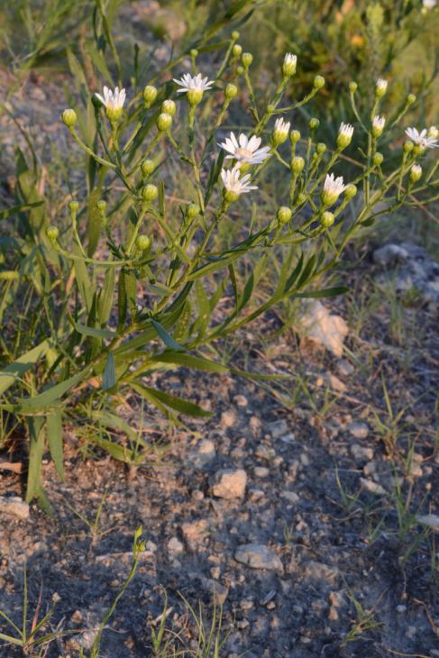Upland White Goldenrod (Oligoneuron album)