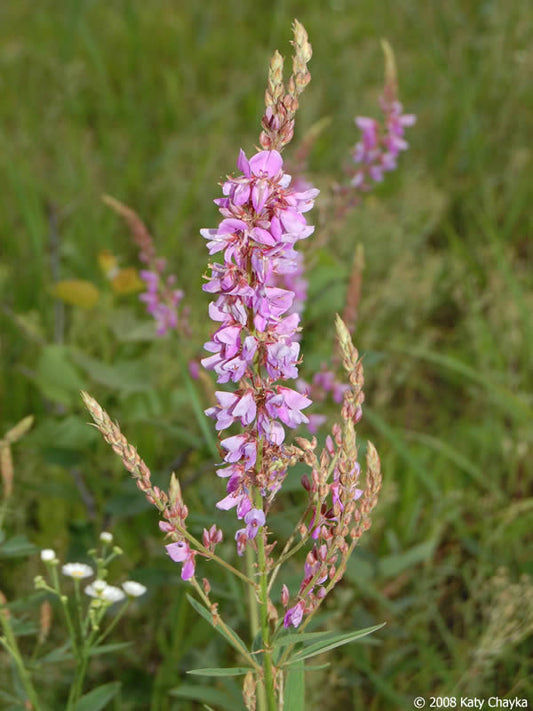 Showy Tick Trefoil (Desmodium canadense)