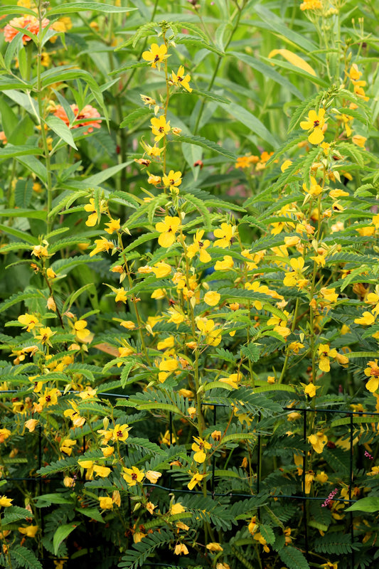 Partridge Pea (Chamaecrista fasciculata)