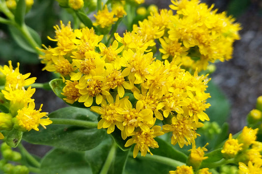 Stiff Goldenrod (oilgoneuron rigidum)
