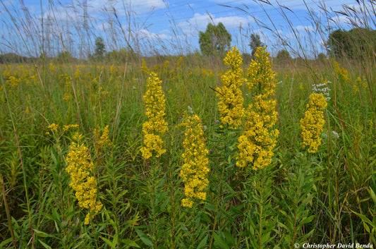 Showy Goldenrod (Solidago speciosa)